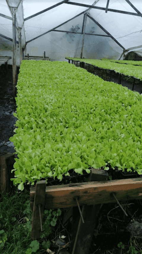 Agricultor de hortalizas en plántulas bajo invernadero.